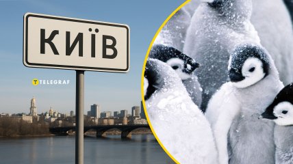 Колаж "Телеграф"