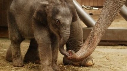 Слонихе Рашми исполнилось 2 года