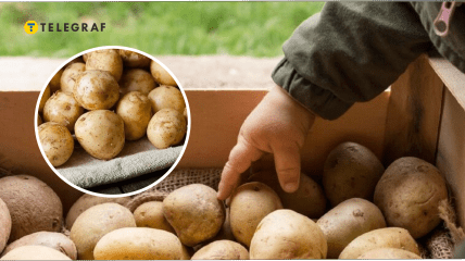 Як правильно зберігати картоплю на зиму