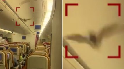 Летучая мышь "развернула" пассажирский самолет: видео инцидента
