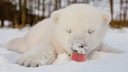 Курьезные снимки: животные впервые играют в снегу 