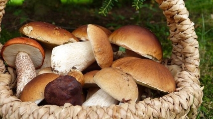 ТОП-5 корисних грибів
