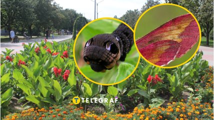 Она способна преодолевать большие расстояния