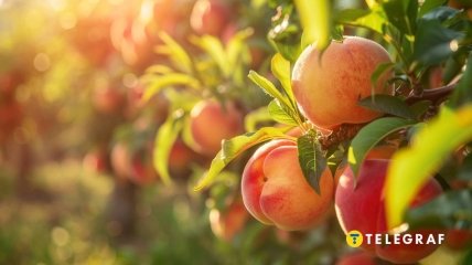 Персики може самостійно виростити і новачок  (зображення створено за допомогою ШІ)