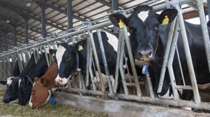 Украина будет экспортировать говядину в Турцию