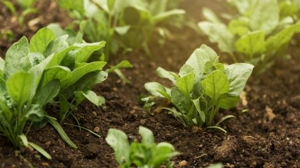 Зола – це універсальне добриво