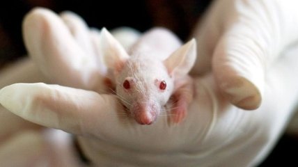 Впервые: японские ученые вырастили трехмерное сердце из клеток мышей (Фото)