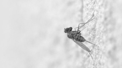 Комары - переносчики смертельно опасного вируса