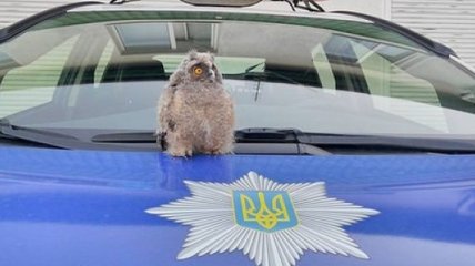 В патрульной полиции Ровно "служит" сова