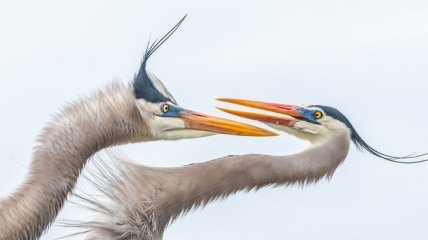 Audubon Photography Awards 2019: лучшие фотографии птиц с разных уголков света