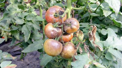 Фитофтора поражает томаты и другие растения семейства пасленовые