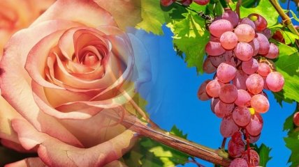 Розовый куст возле винограда — индикатор, указывающий, здорова лоза или нет