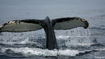 Миграции горбатых китов - удивительное явление