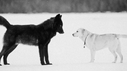 Ученые выяснили, кто умнее - волки или собаки