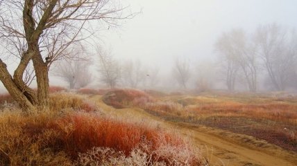 Прогноз погоды в Украине на 12 ноября: местами сильный ветер и туман