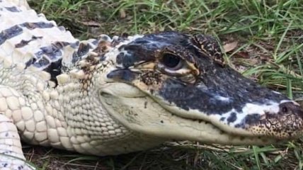 В США преступники сожгли питомник рептилий, украв уникального белого аллигатора (Видео)