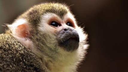 "Оказалась в своей стихии": в сети появилось курьезное видео ловли обезьяны в одном из ТРЦ Харькова 