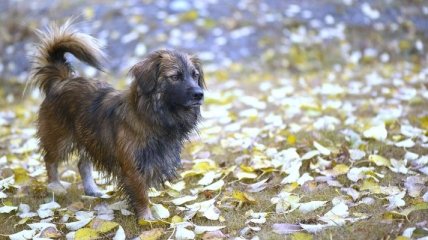 Животные помогают справиться с одиночеством