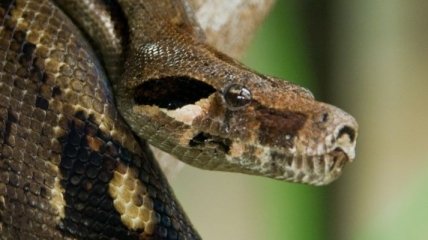 Яд змеи может излечивать злокачественные опухоли 