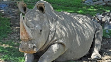Умер один из последних в мире северных белых носорогов   