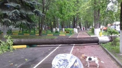Ураган в Москве: увеличилось количество погибших 