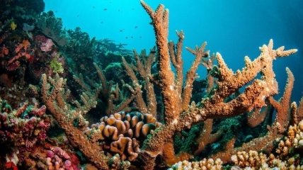 У берегов ОАЭ появятся крупнейшие искусственные коралловые сады