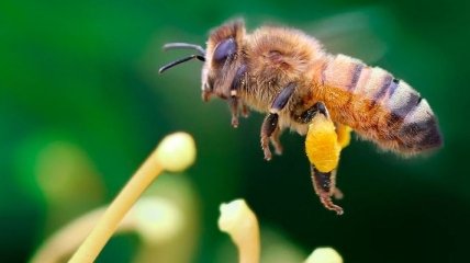 Найдена причина вымирания пчел