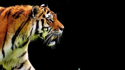 Тигр "наорал" на оленя в Нацпарке: ссора животных попала на видео