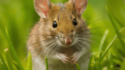 Миші можуть становити серйозну загрозу для врожаю  (зображення створено за допомогою ШІ)