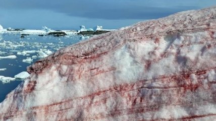 Необычное явление: в Антарктиде покраснел снег: фото