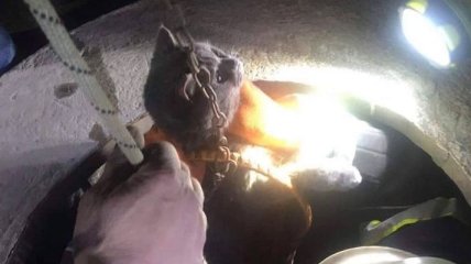 "Мажор в колодце": В Винницкой области сотрудники ГСЧС спасли кота (Фото)