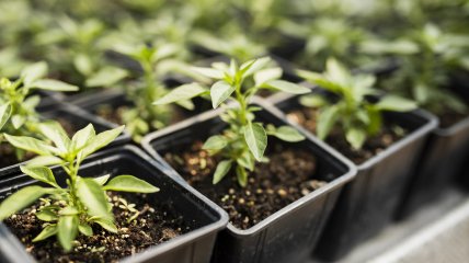 Прикмети про саджання розсади