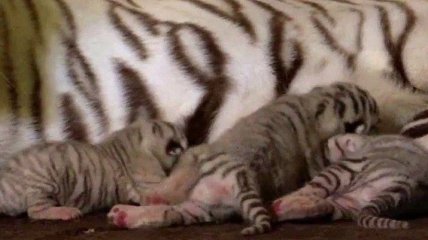 В зоопарке Бердянска родились четверо белых тигрят