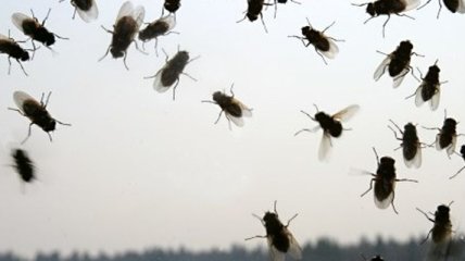 Врачи объяснили, чем опасны обычные мухи