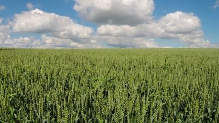 Прогнозы нового урожая зерновых в Украине улучшенные