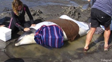 В Австралии от мучительной смерти спасены 150 дельфинов