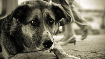 Эти фото растрогают вас до слез: мир бездомной собаки глазами фотографа (Фото)