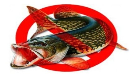 Виды рыбы, употребление которых опасно для вашего здоровья