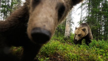 Ведмеді в природі