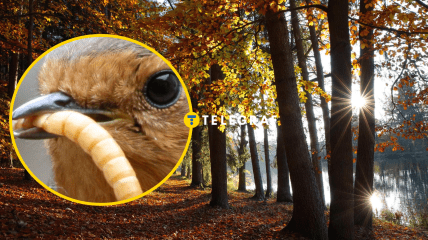 Осінній ліс, вільшанка