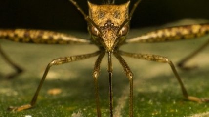 В Китае обнаружили самого огромного комара в мире 