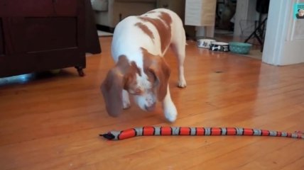 ВИДЕОпозитив: щенок защищает сестру от коварной змеи
