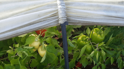 Болгарский перец