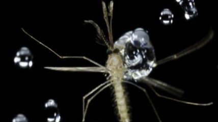 Ученые выяснили, как комары летают под дождем (Видео)
