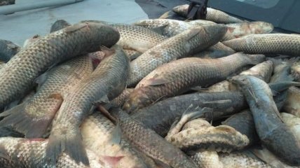 У річках Житомирщини масово гине риба