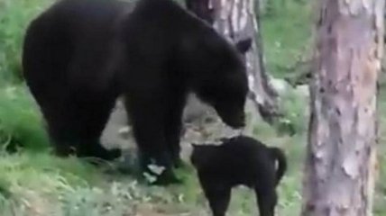 "Вася, нам не надо столько мяса": в сеть попало забавное видео, как кот защитил хозяев от медведя
