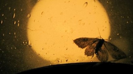 "Ближе к свету": почему мотыльки летят к яркой лампочке