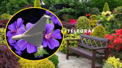 Цветник, герань, дрон