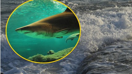 Хвостатого зверя, похожего на акулу, заметили в Одессе