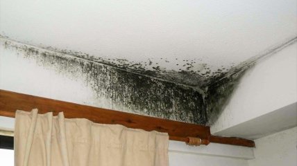 Грибки та пліснява на стінах створюють неприємний запах і дуже небезпечні для здоров'я